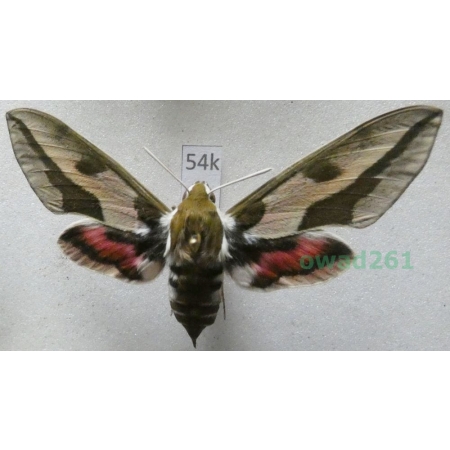 Hyles euphorbiae (Linnaeus, 1758) Czech 61mm54k